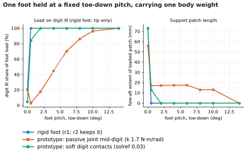 Two line charts against toe-down foot pitch. For the rigid foot, the middle toe's share of load jumps from about 20% to 100%, and the loaded patch length drops from 73 mm to 0, almost immediately.