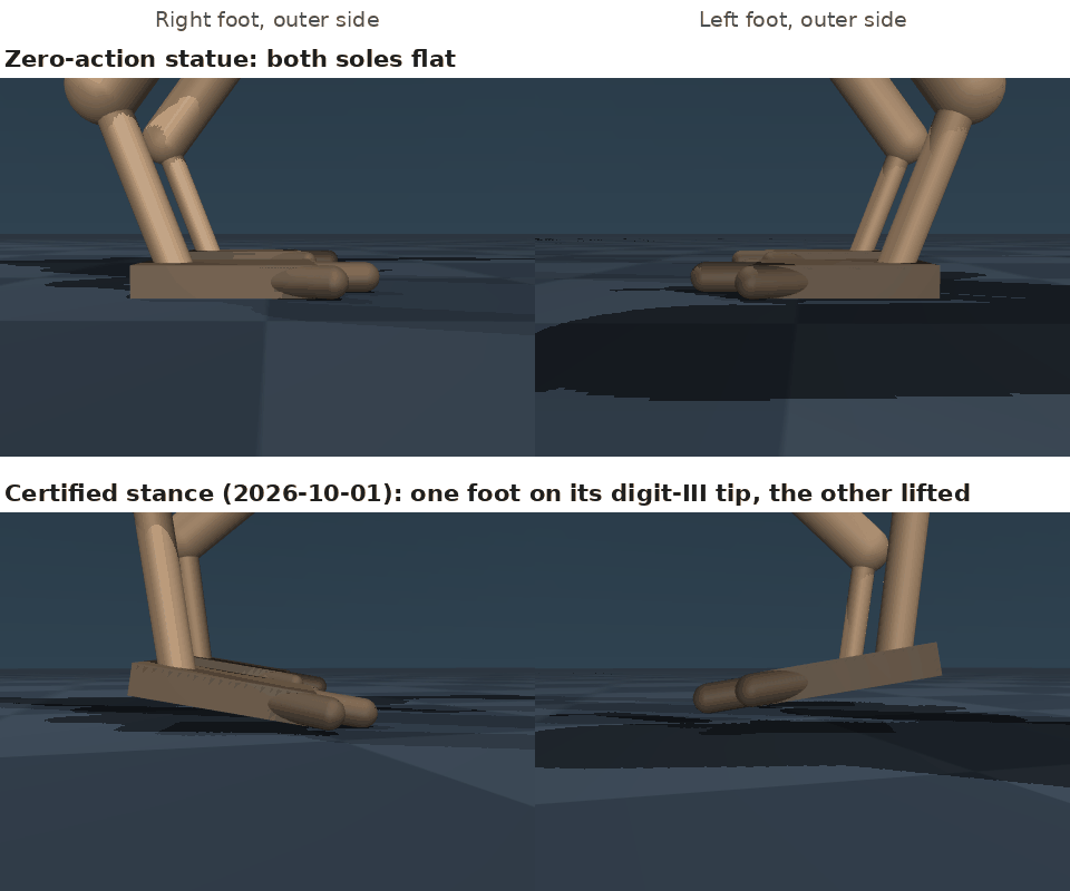 Side close-ups of Compsognathus feet, labelled by row. In the top pair both soles lie flat; in the bottom pair one foot is tipped onto its middle toe tip and the other is lifted.