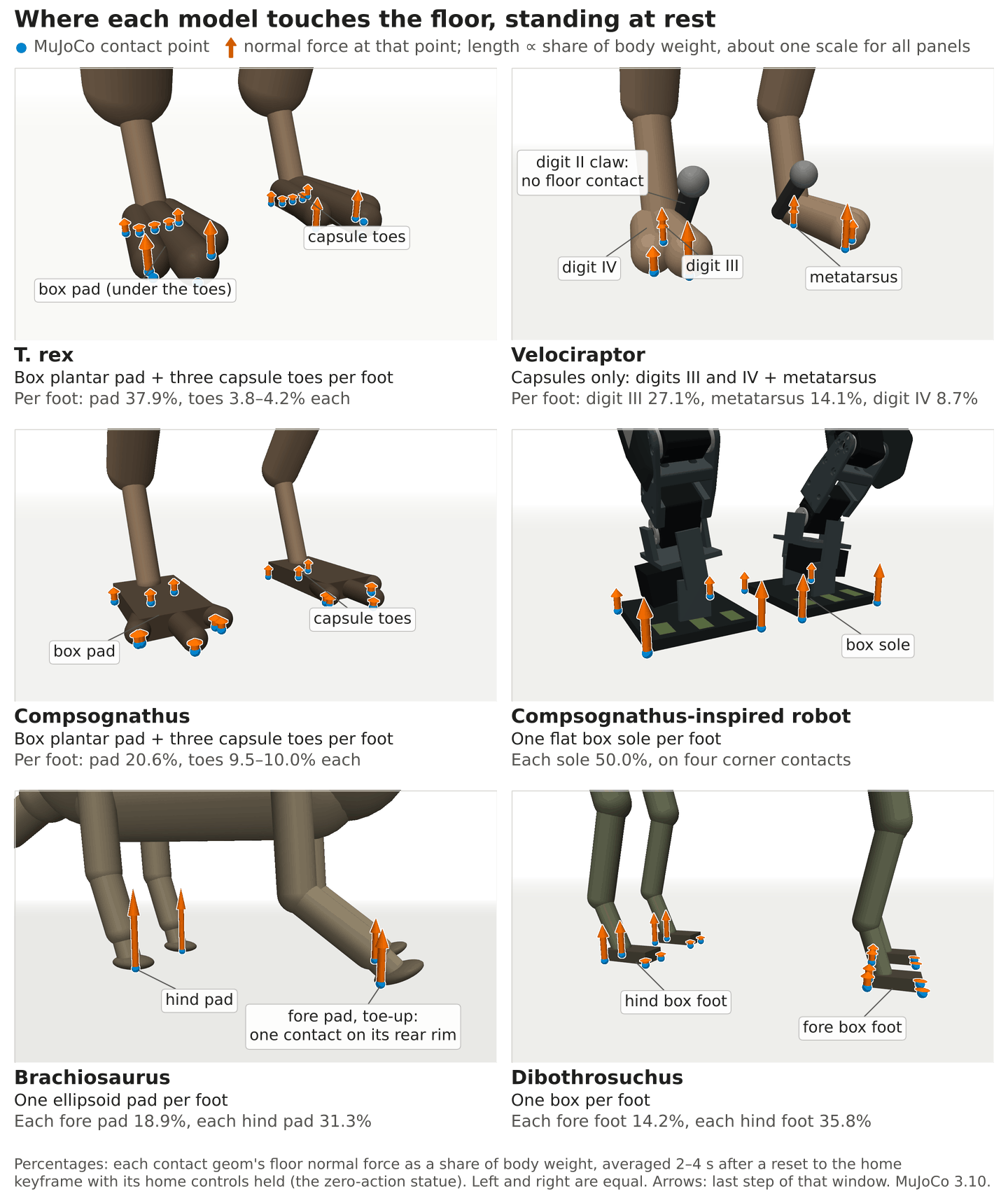 Six renders of feet on a floor with blue contact points and orange force arrows. T. rex: box pad plus three capsule toes. Velociraptor: capsules only, claw clear of the floor. Compsognathus: box pad plus toes. Robot: one box sole per foot. Brachiosaurus: ellipsoid pads, fore pads toe-up on one rear point. Dibothrosuchus: four box feet.