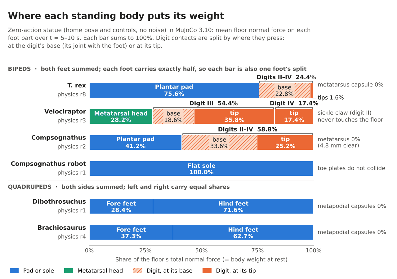 Stacked bar chart of each statue's floor force by foot part. T. rex: pad 75.6%, digits 24.4%. Velociraptor: digit III 54.4%, metatarsal head 28.2%, digit IV 17.4%. Compsognathus: pad 41.2%, digits 58.8%. Robot: sole 100%. Dibothrosuchus: fore 28.4%, hind 71.6%. Brachiosaurus: fore 37.3%, hind 62.7%.